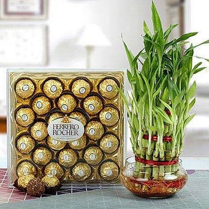 Ferrero with Lucky bamboo